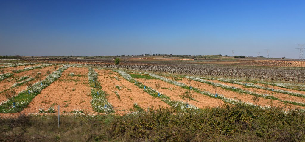 Spring fields by longdistancer