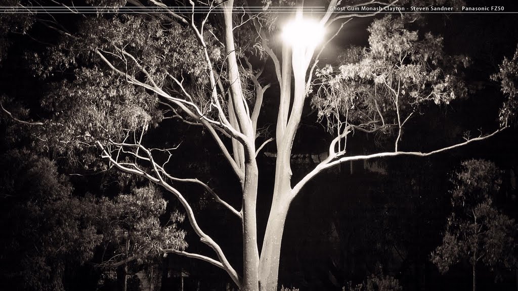 Ghost Gum - Monash Clayton - Steven Sandner by Steven Sandner