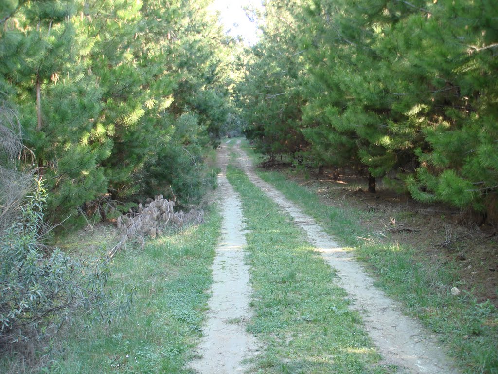 Entre pinares. by Hikergoer