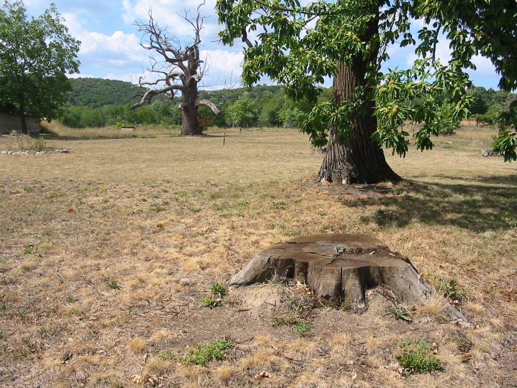 Zengővárkony, Gesztenyefaliget (ami még megmaradt) by ReLa71