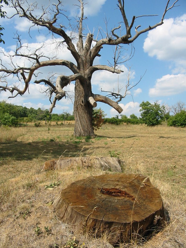 Zengővárkony, Gesztenyefaliget (ami még megmaradt) by ReLa71