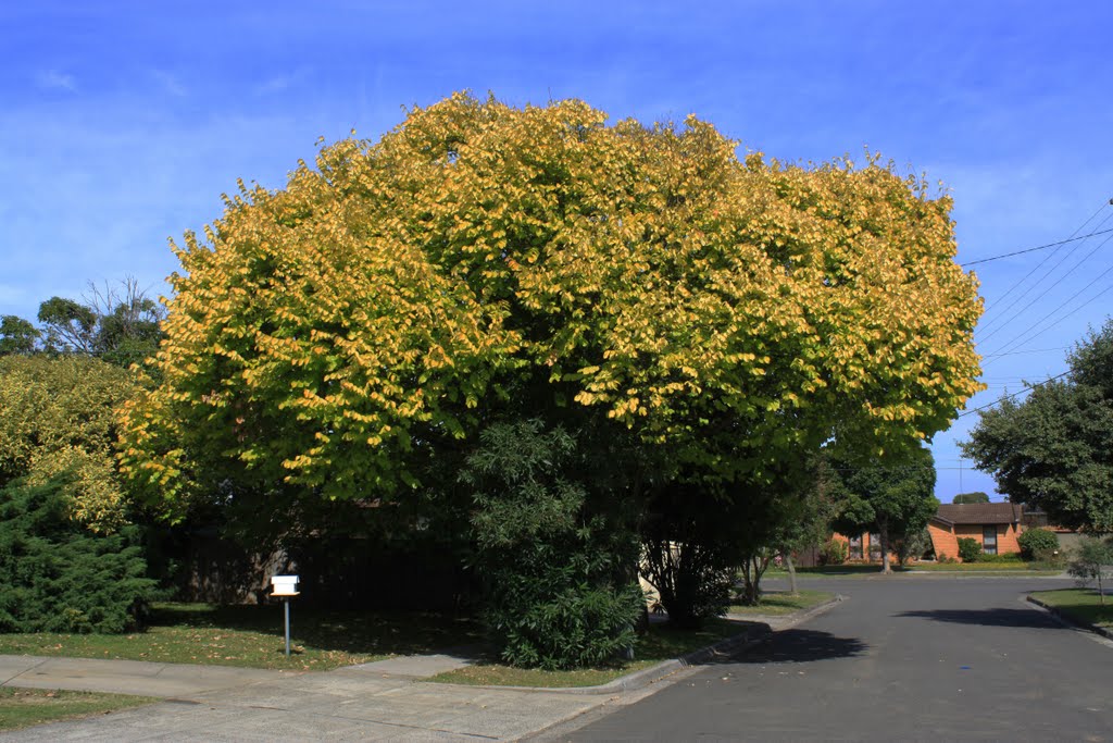 Golden Elm by Adalee