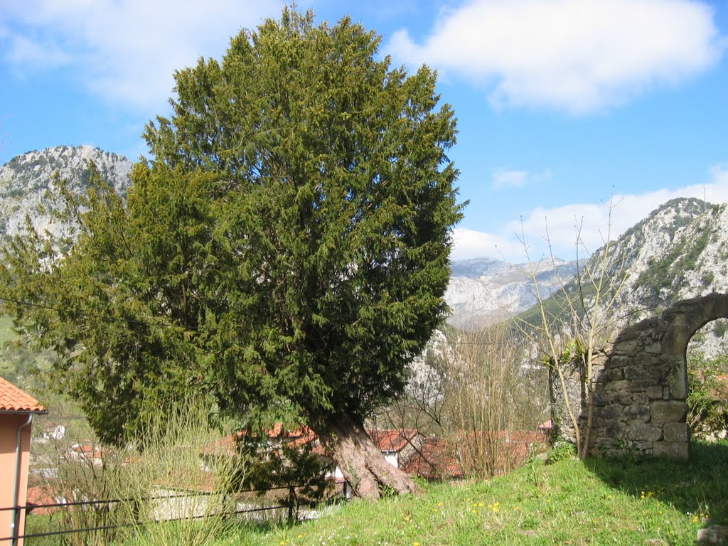 Tejo en Mier. by La Casa del Chiflón (Bulnes)