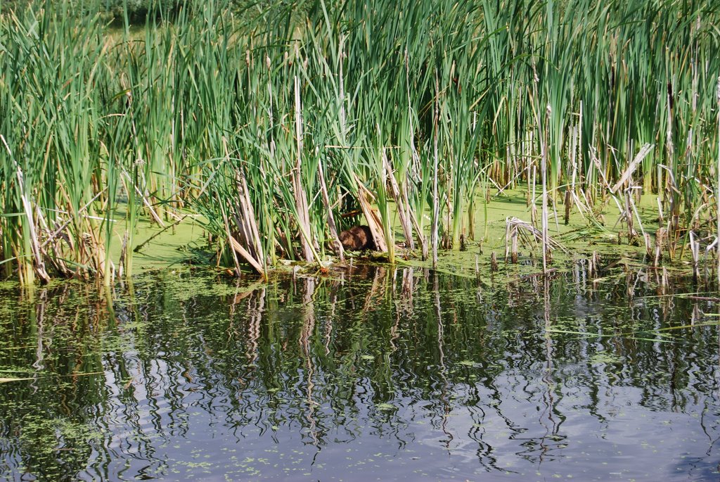 Buffalo Lake by jayzoe