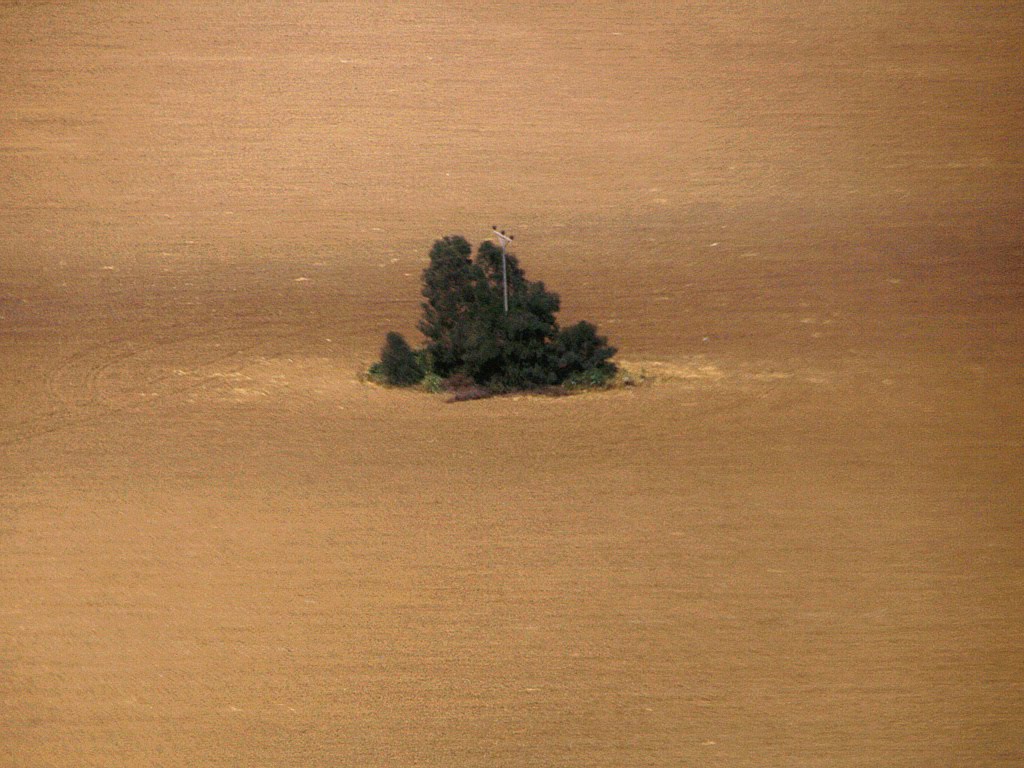 A lonely tree in Beit Qama by CarmelH