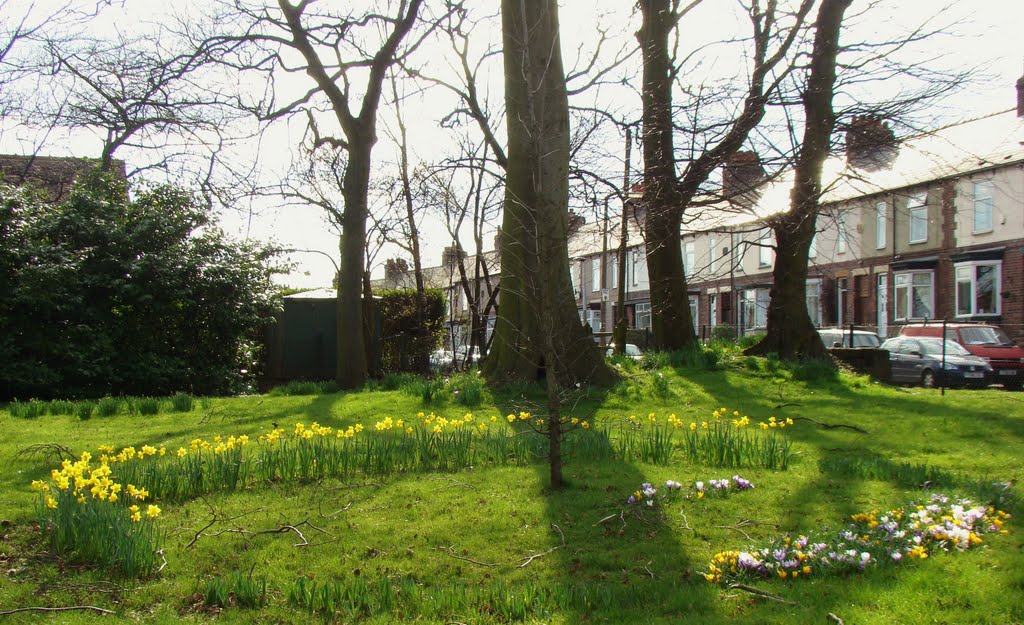 Spring bulb circle looking towards Dykes Lane from Leslie Road, Hillsborough, Sheffield S6 by sixxsix