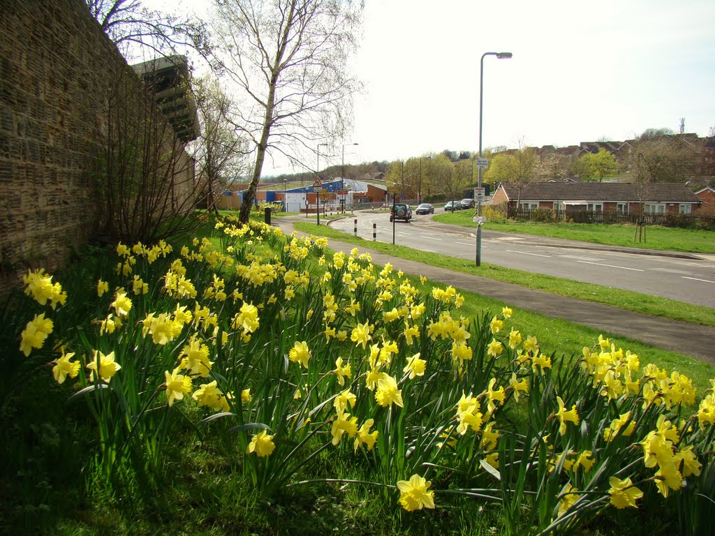 Daffodils on Firshill Crescent, Sheffield S4 by sixxsix