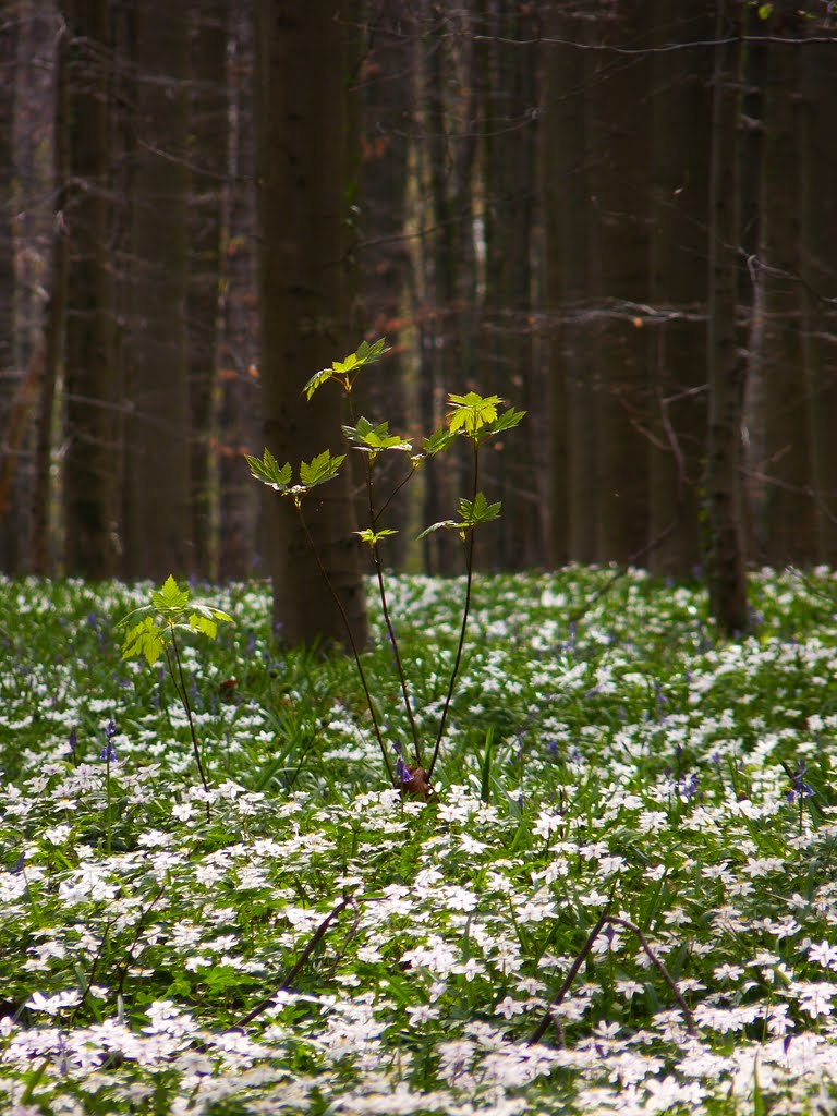 Printemps by Rudy Pické