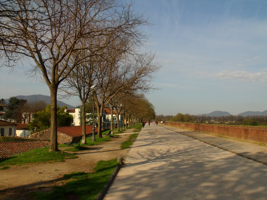 Viale delle Mura Urbane, Lucca by Alexandru Ioan