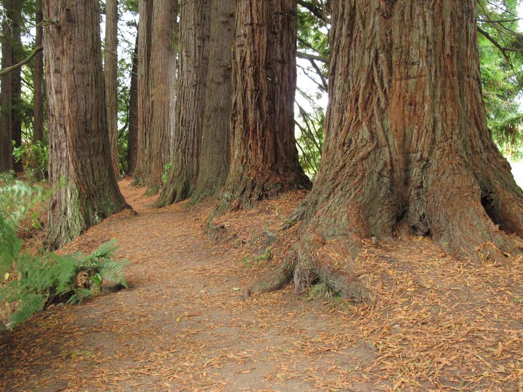 Redwood grove, Hamurana Springs by NZ Frenzy Guidebook (North) www.NzFrenzy.com