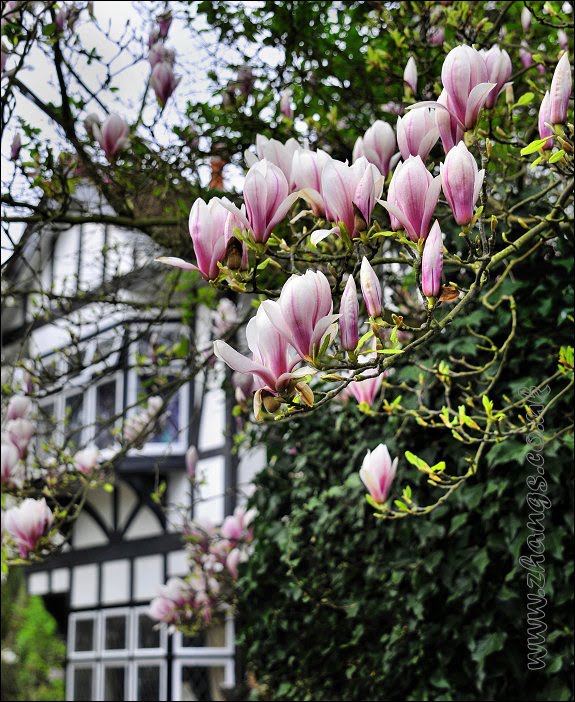 London Loop walk. Magnolia flower. Hatch End. 2 April 2011 by Xiaofei Zhang