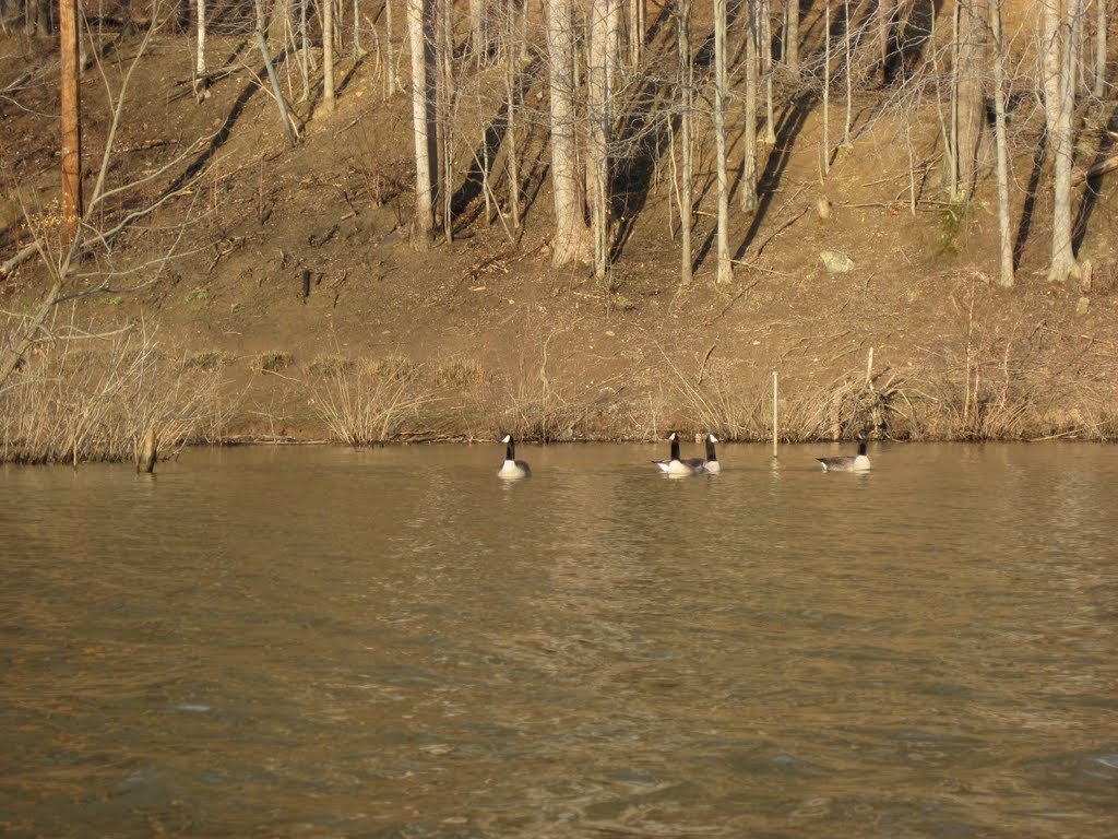 Geese come out to greet a kayaker in the waning light of the day by midatlanticriverrat