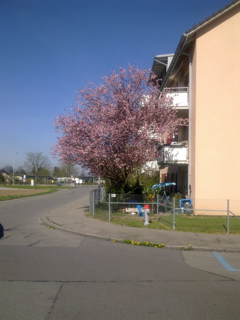 Frühling in anmarsch by gga