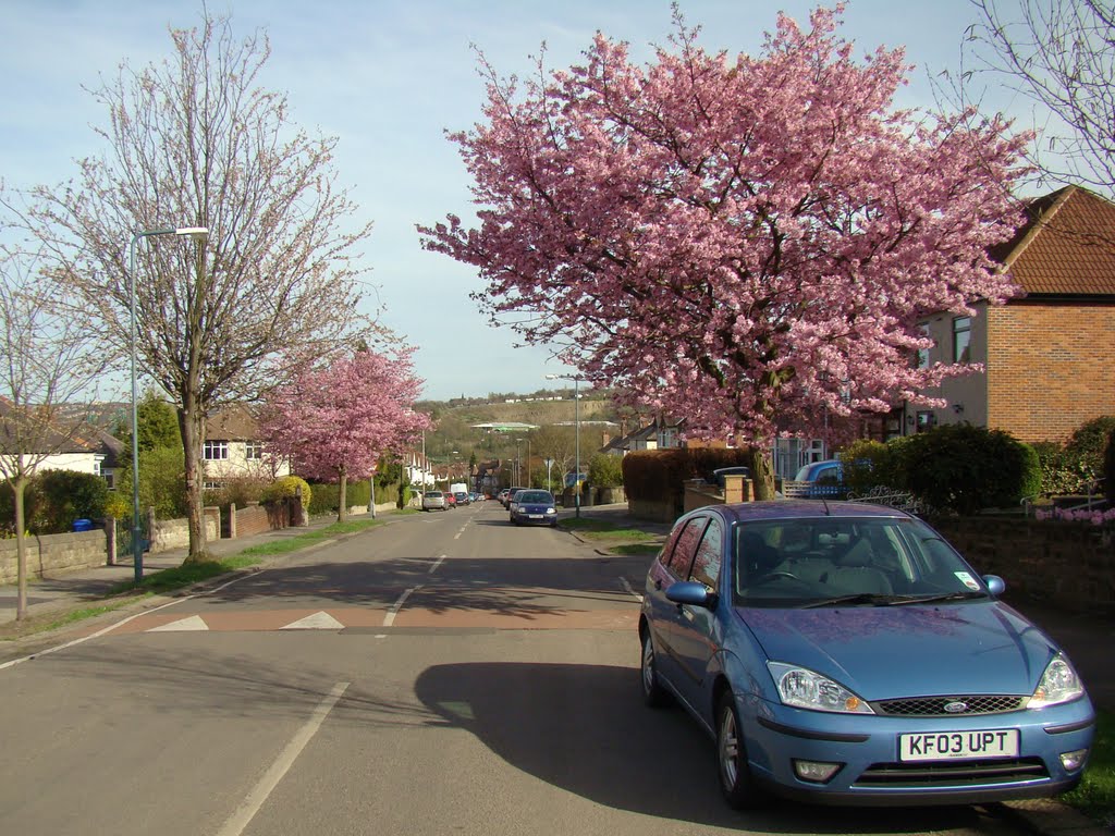 Early blossom on Montrose Road looking towards Norton Lees, Sheffield S7/S8 by sixxsix