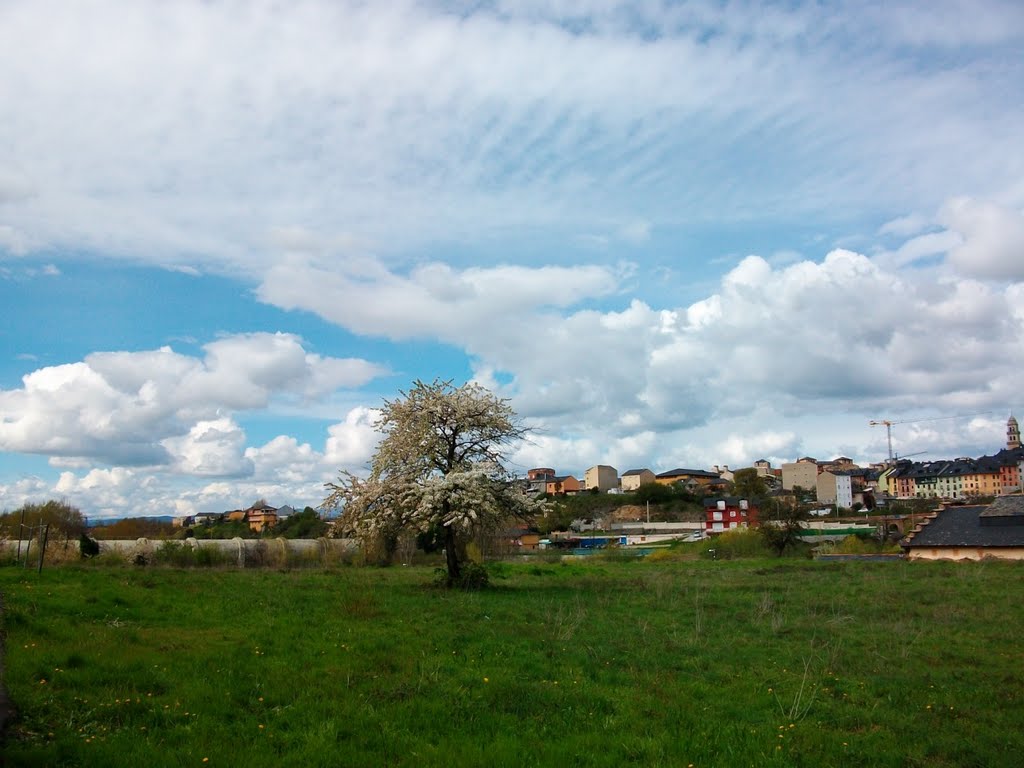 Que bonitas las nubes blancas sobre un cerezo en flor. by Hikergoer