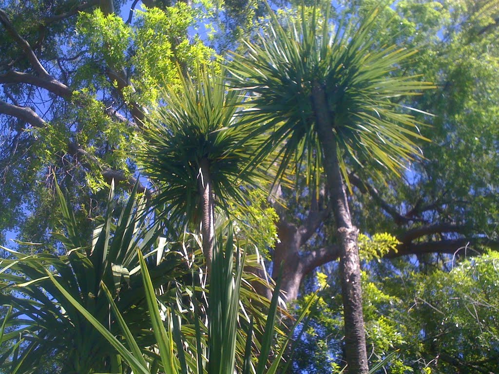 Palm & Elm trees-Los Gatos by AC365