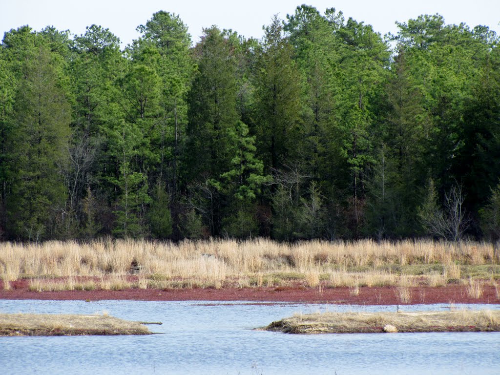 Jersey Devils Western Cranberry Bog by Chris Sanfino