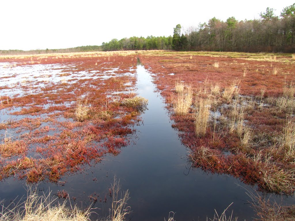 Jersey Devils Middle Cranberry Bog view East by Chris Sanfino