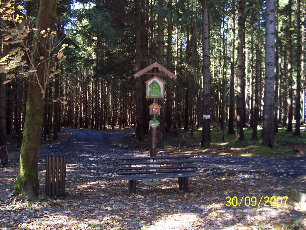 Grünbild im Egerer Wald Poppenreuth/Tirschenreuth by Reinhold Schedl