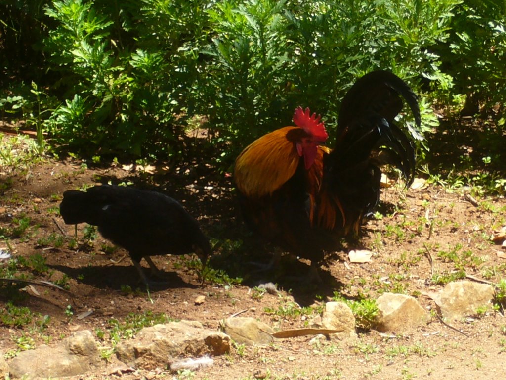 El gallo portugues by keto