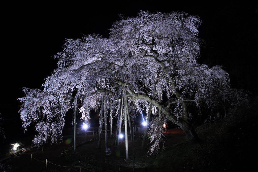 奥山田のしだれ桜 (愛知県岡崎市奥山田町) by gundam2345