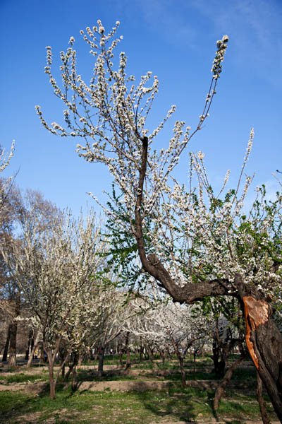 بهار Spring by Ali Majdfar