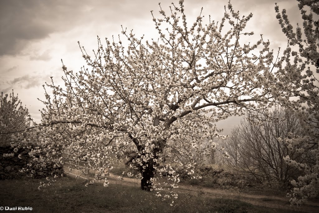 Cherry Blossom by Jarapales_DR