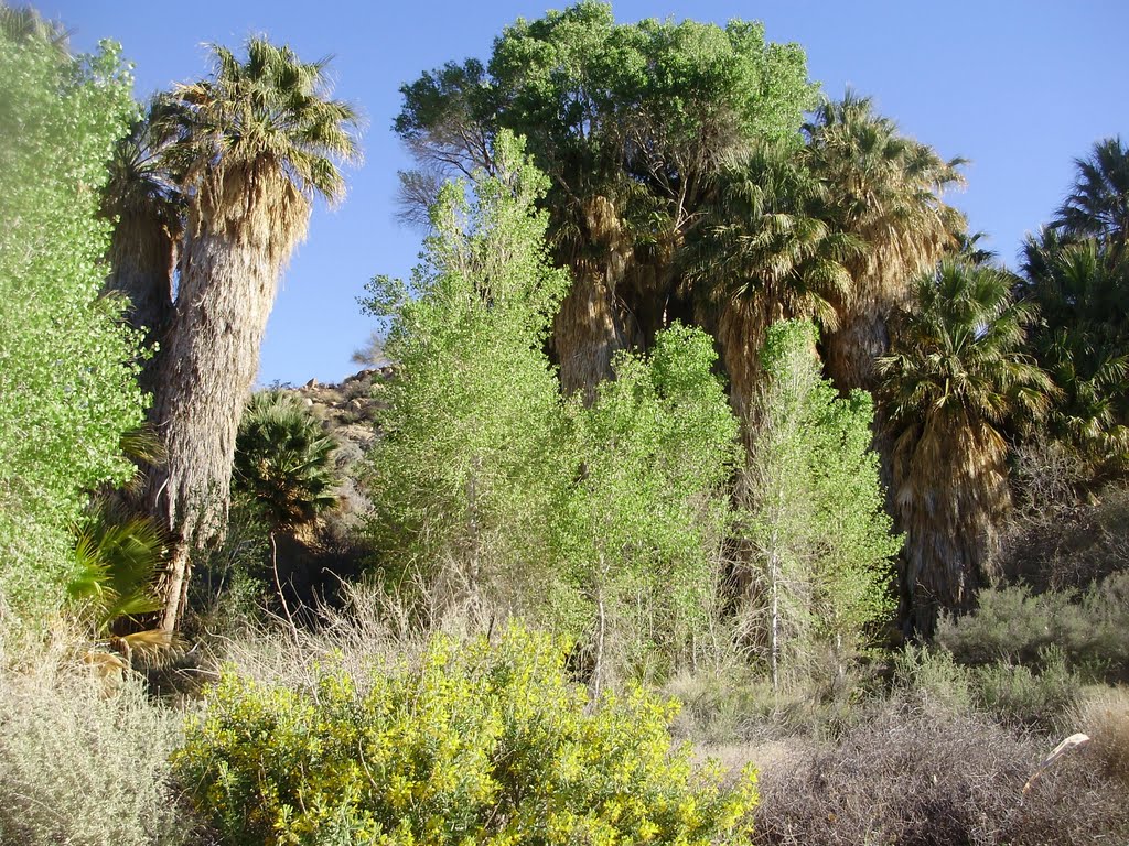 Cottonwood Springs oasis, Joshua Tree National Park by Cassygirl