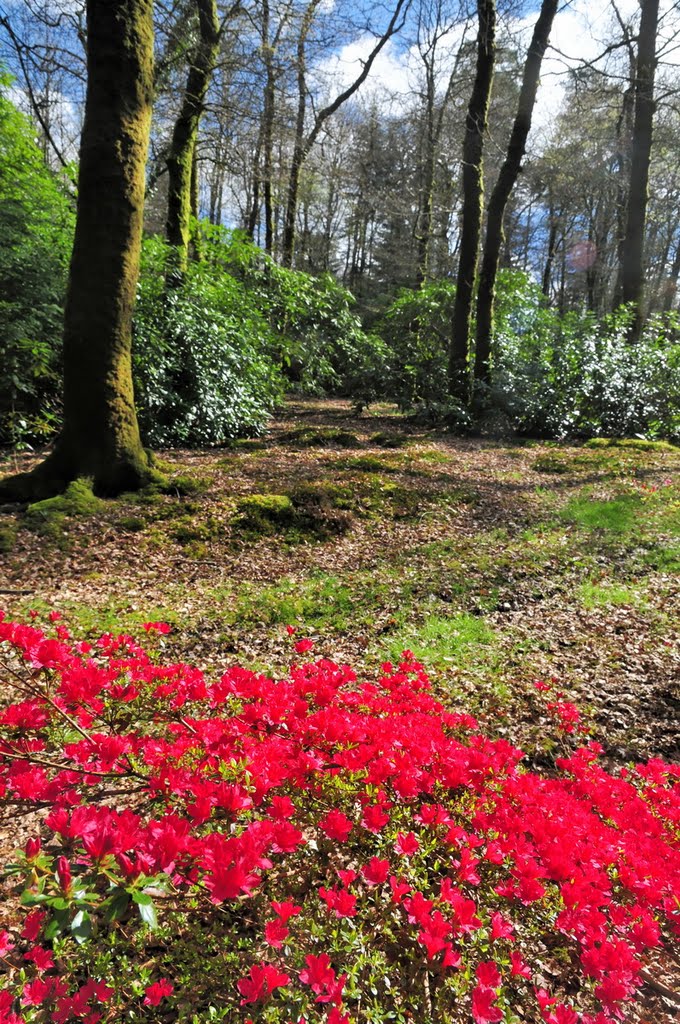 Domaine de Trévarez - red azalea by BritPlom