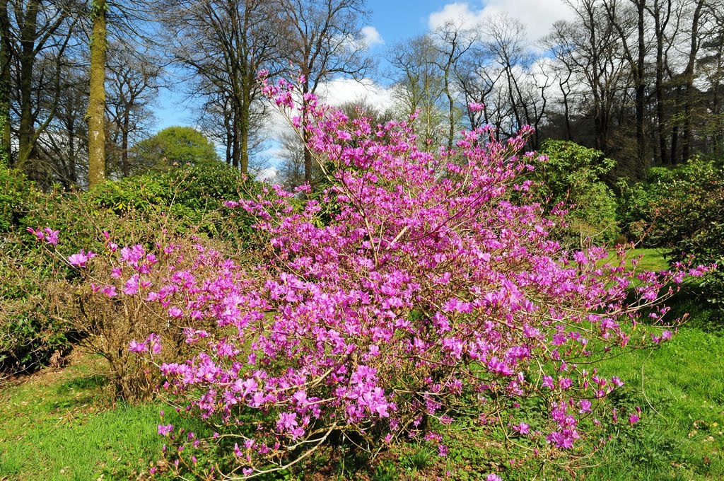 Domaine de Trevarez - azalea by BritPlom