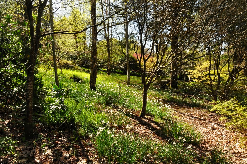 Domaine de Trévarez - white narcissus by BritPlom