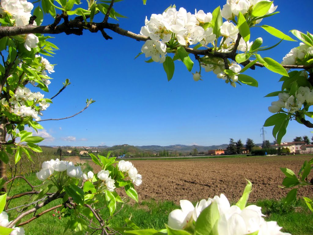 Primavera - Risveglio della natura by Dino Danieli