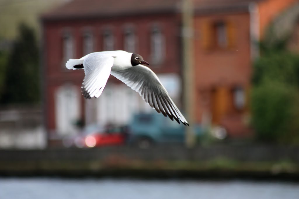 Mouette by gontrandbayard@sfr.fr