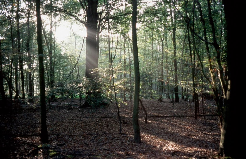 Viersen, Waldstück auf der Bockerter Heide. by Herbert Maubach