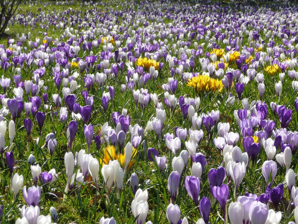 Krokusse über Krokusse im Schlosspark von Tönning by mimi.handorf