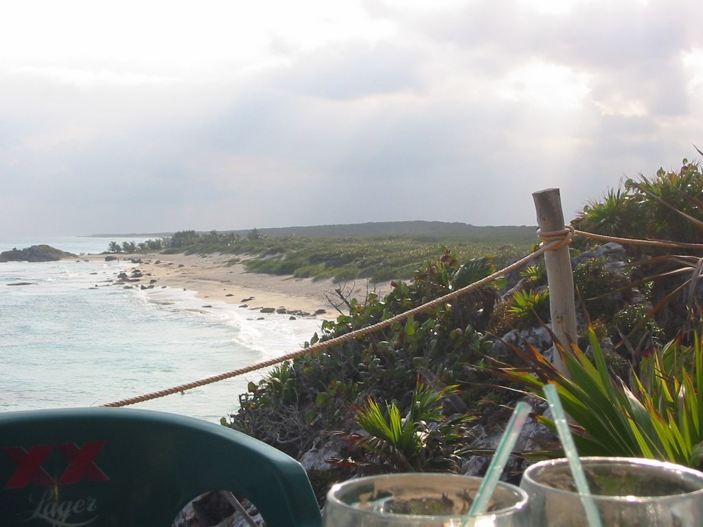 Coconuts on view south on Cozumel east side by rooter