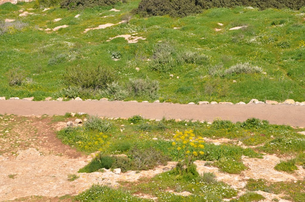 הגלבוע שביל האירוסים by oren rachamim