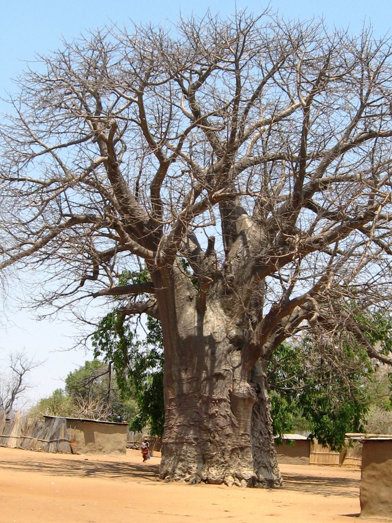 Boabab in Namibian Village on Impalila Island by Johan Nel