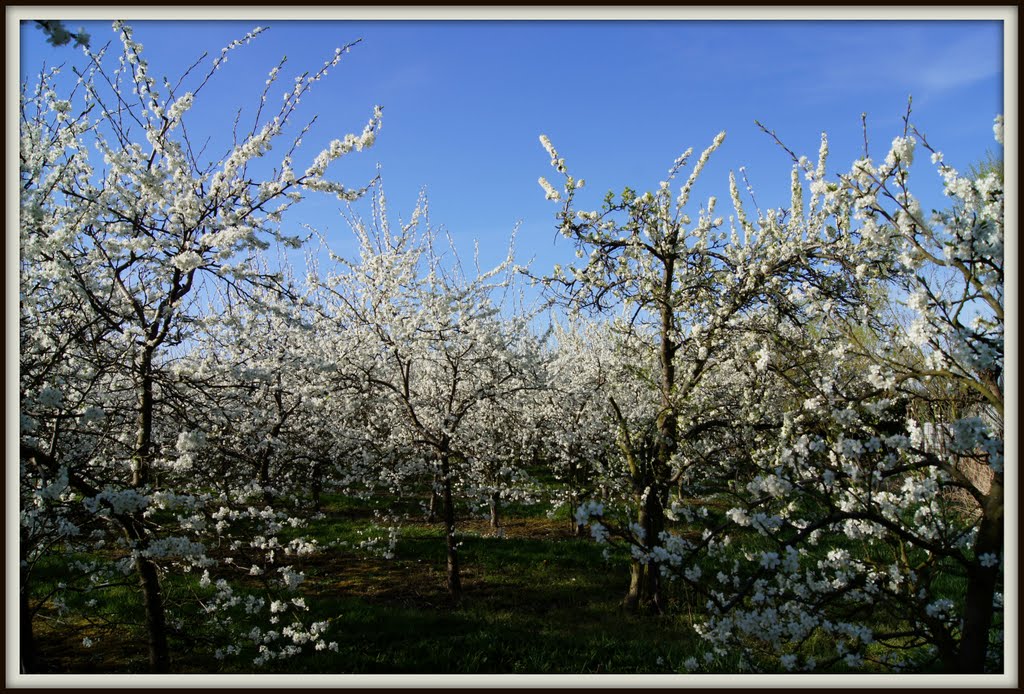 Perenboomgaard in Kapelle by Ria Overbeeke