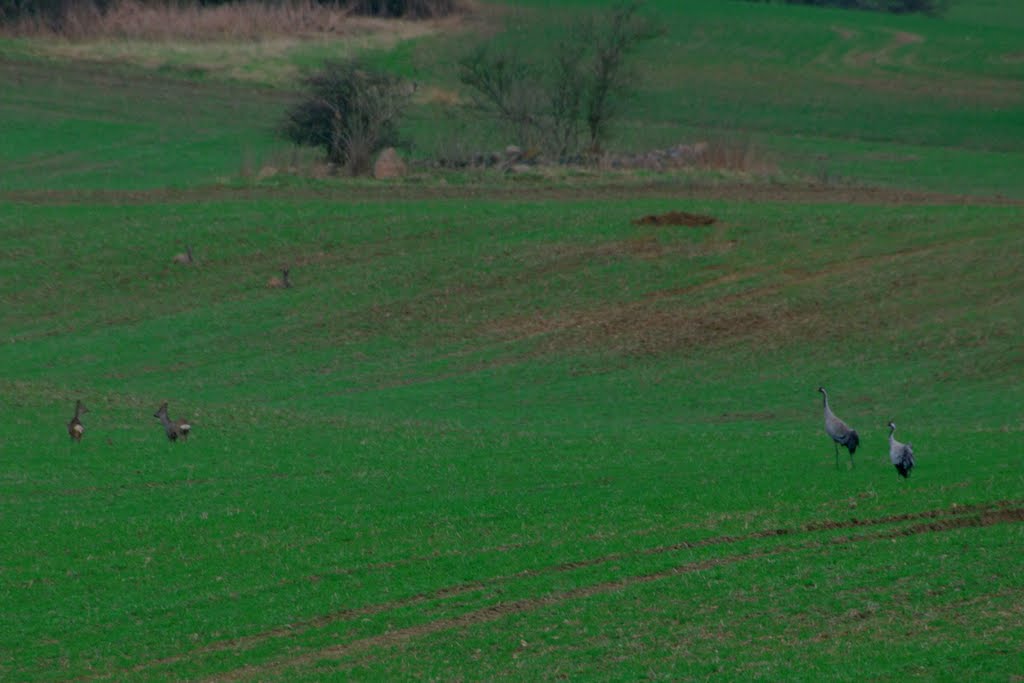 Kraniche und Rehe auf dem Acker by Günter Kriems