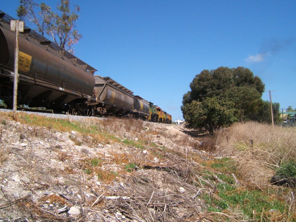 Grain Train by Glockie