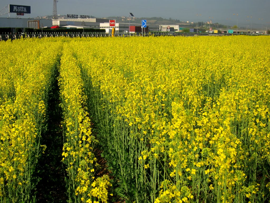 Primavera - Si veste di giallo by Dino Danieli