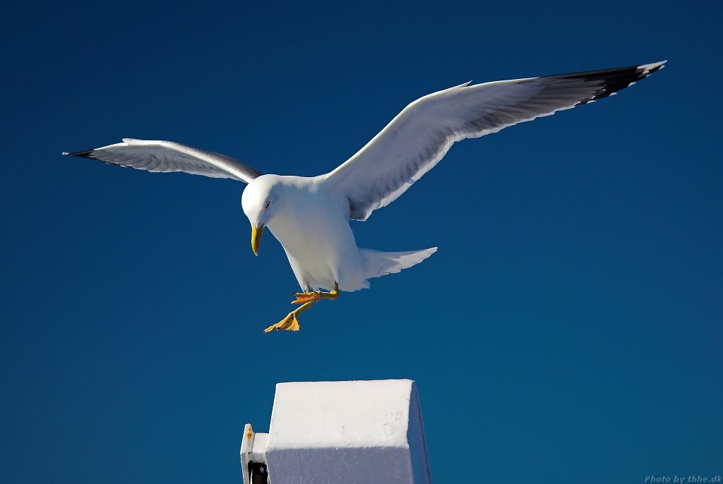 Landing Sea Gull by thhedk