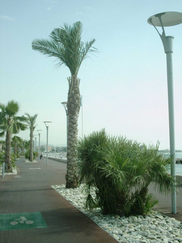 La promenade de la plage et ses palmiers by gilles.jean