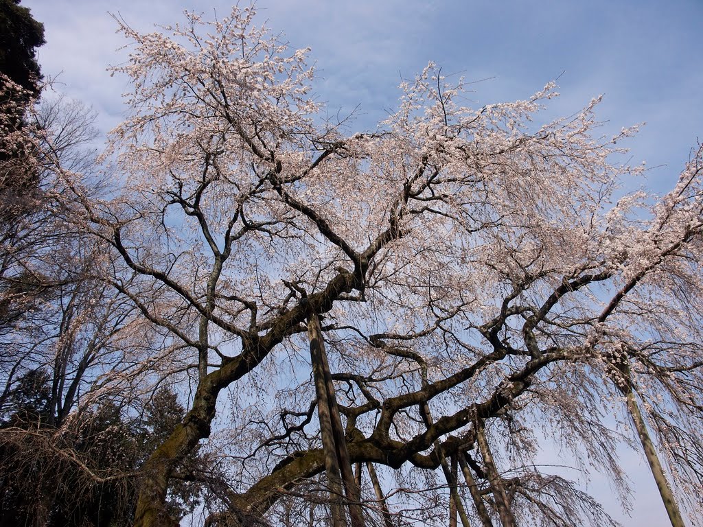 奥山田枝垂桜　岡崎市　Okuyamada weeping cherry blossom　Okazaki by imakuman