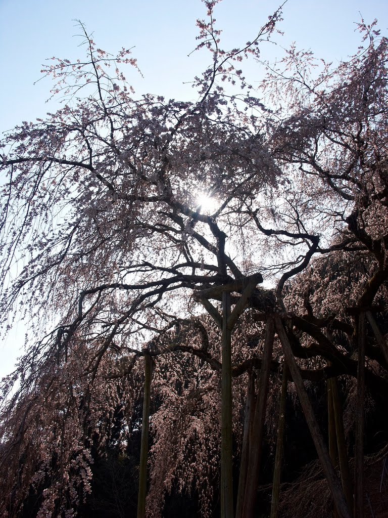 奥山田枝垂桜　岡崎市　Okuyamada weeping cherry blossom　Okazaki by imakuman