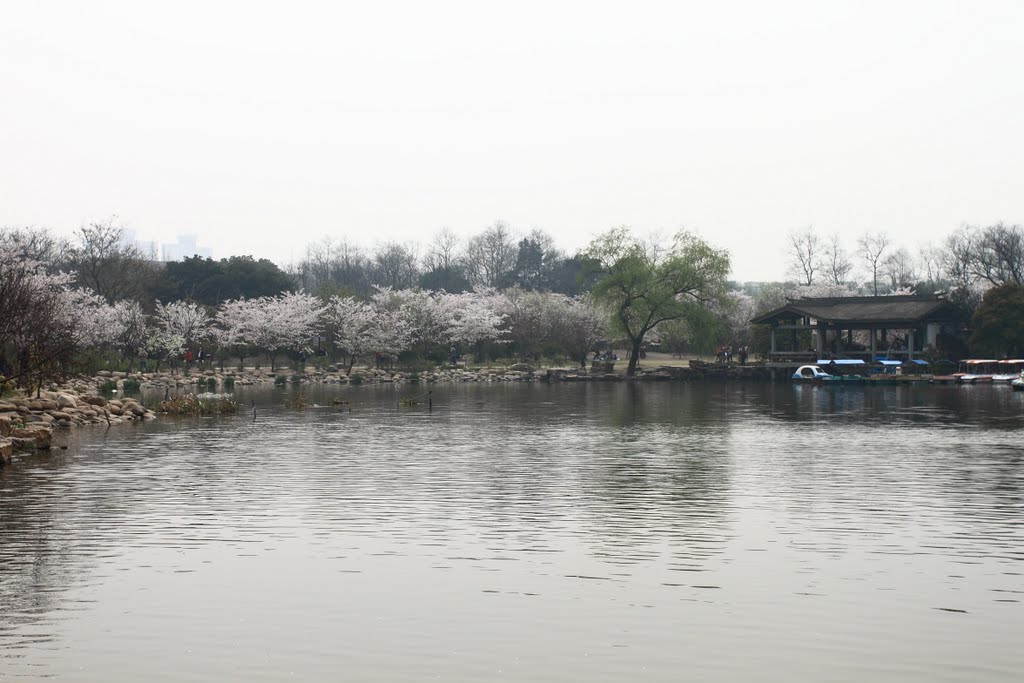 植物园樱花 Cherry in Botanical Garden by cnopera.org