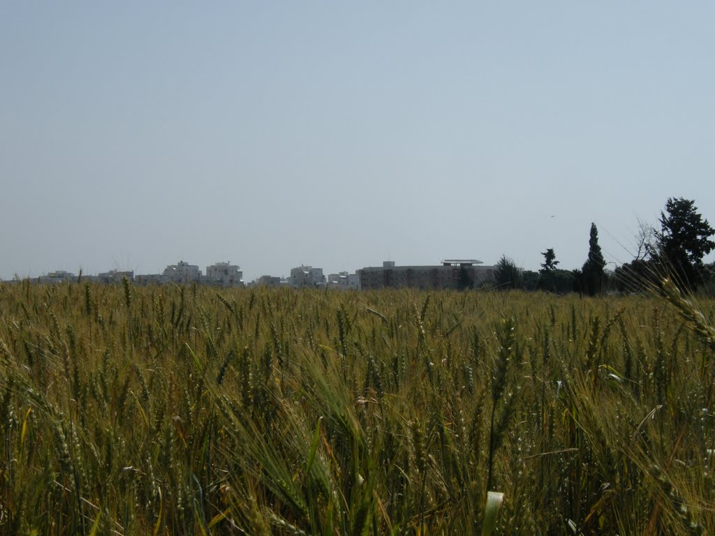 Field near Ashkelon by mishabeskin