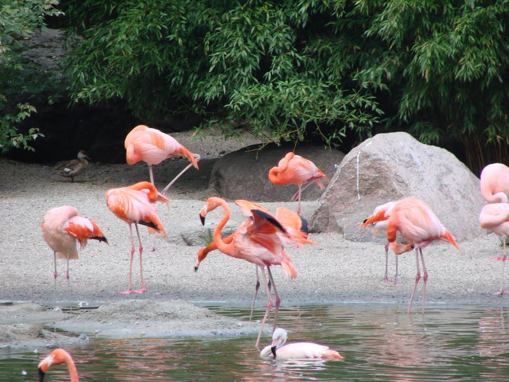 Flamingos "Mit freundlicher Genehmigung vom Tierpark Hagenbeck" by C. M.