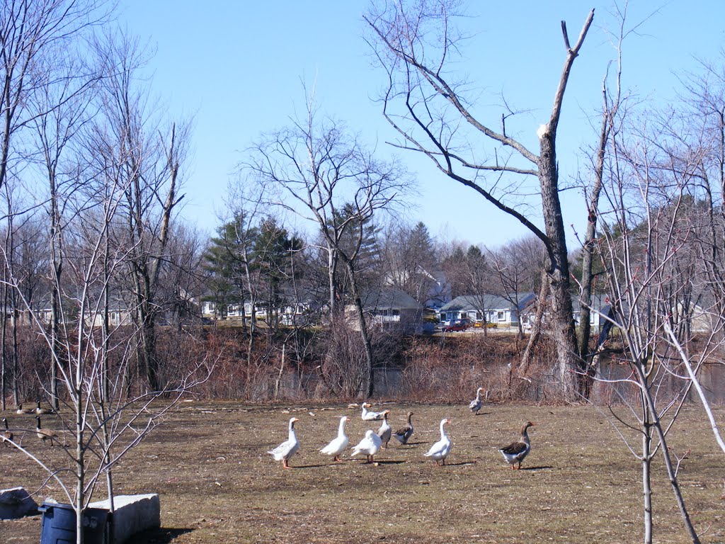 Abandoned Geese. by JBTHEMILKER